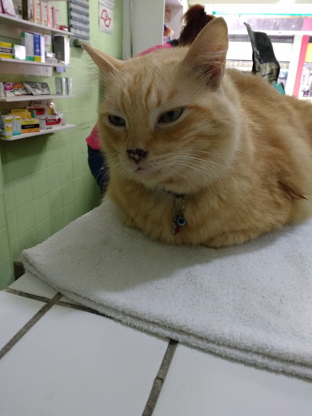 Foto 4 Bacana Petshop