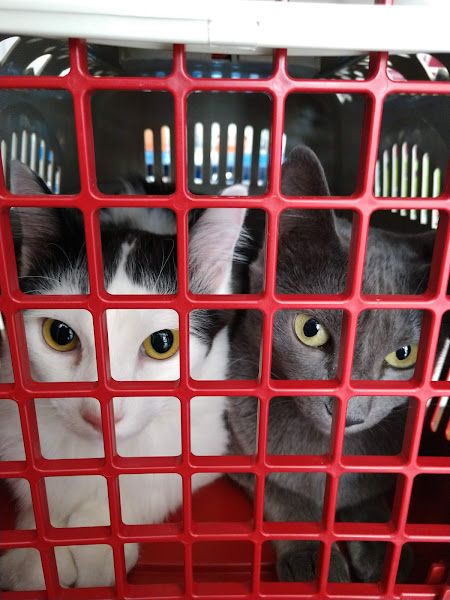 Foto 2 Pet Bros - Pet Shop Saúde