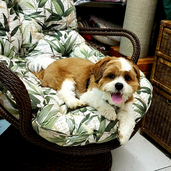 Foto 3 Pet Bros - Pet Shop Saúde