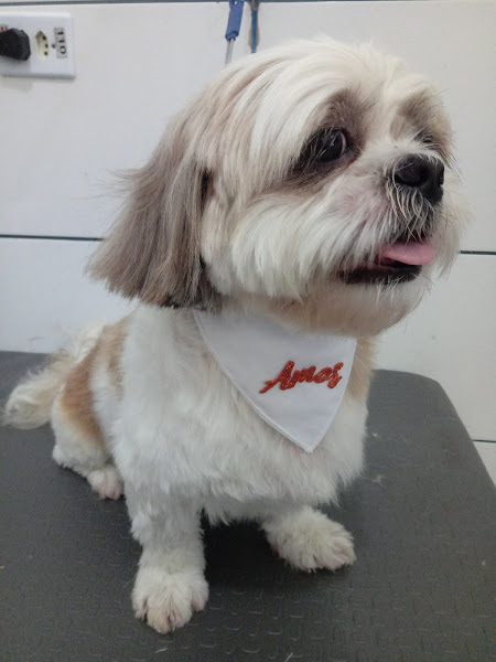 Foto 2 Pet Shop Nick