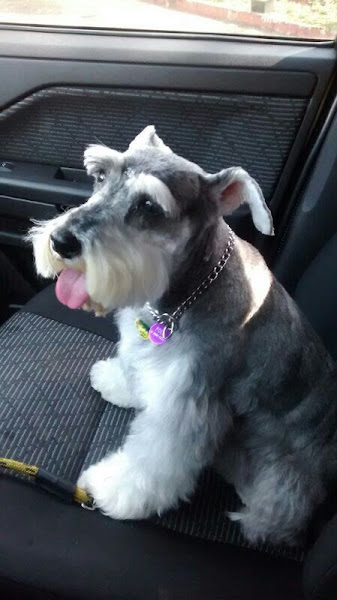 Foto 2 Primor Pet Shop