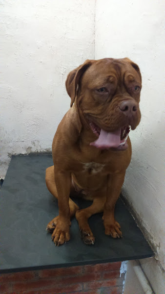 Foto 1 Estética Animal