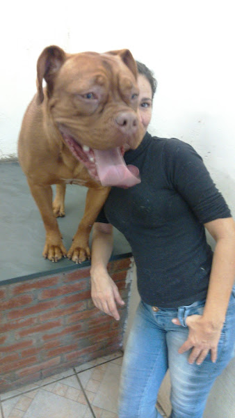 Foto 2 Estética Animal