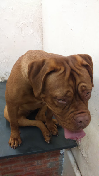 Foto 3 Estética Animal