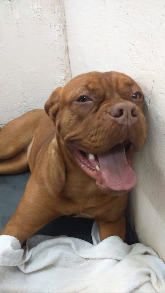 Foto 4 Estética Animal