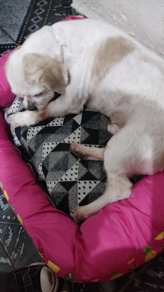 Foto 3 Mr. Pinsher Pet Shop