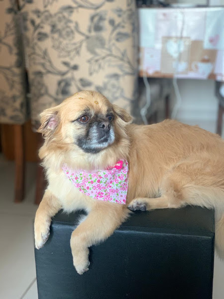 Foto 4 Pet Shop Sabará