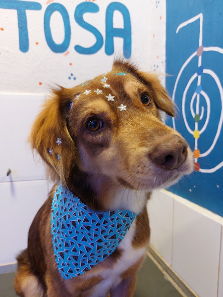 Foto 1 Pet Set: Banho, Tosa, Cromoterapia, Reiki, Táxi Dog, Bela Vista - SP