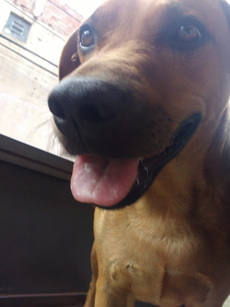 Foto 3 Pet Shop André