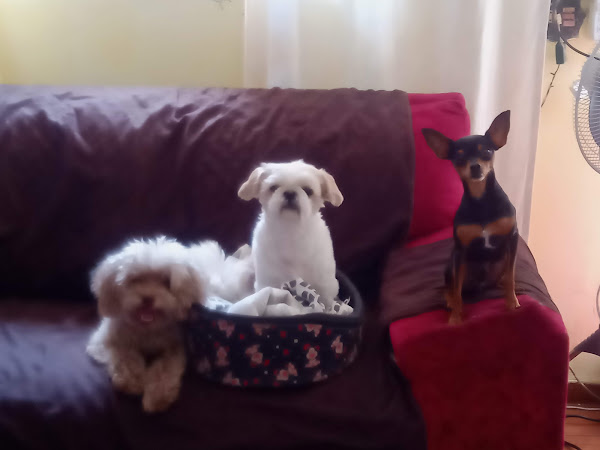 Foto 4 Pet Shop Nik Foto 4 Pet Shop Nik