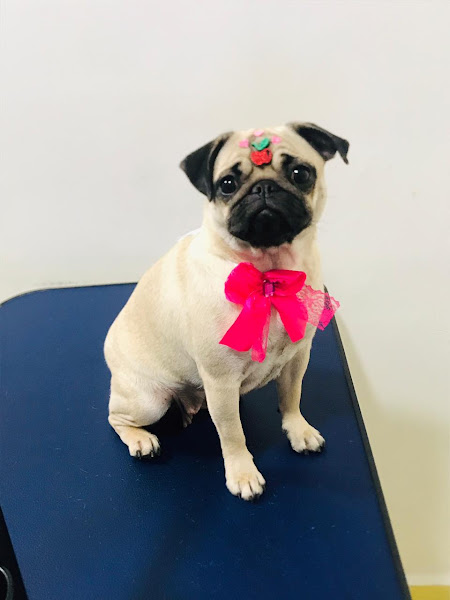 Foto 2 PET SHOP RAIO DE SOL