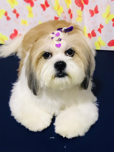 Foto 3 PET SHOP RAIO DE SOL