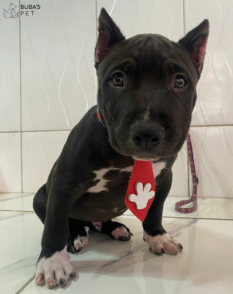 Foto 2 Pet shop - Buba's Pet