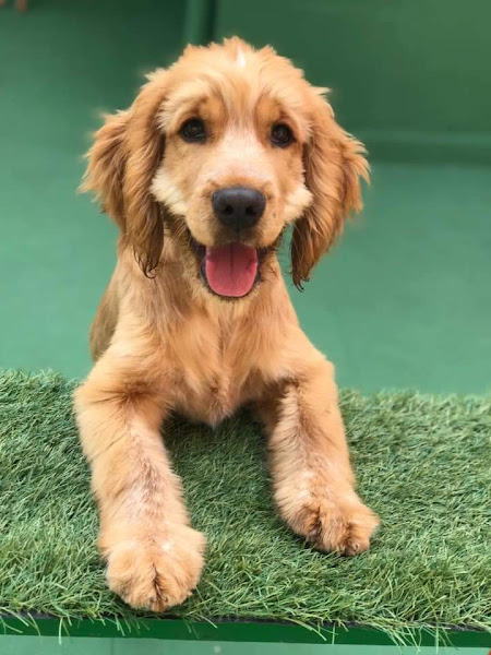 Foto 1 Bilu Pet e Daycare