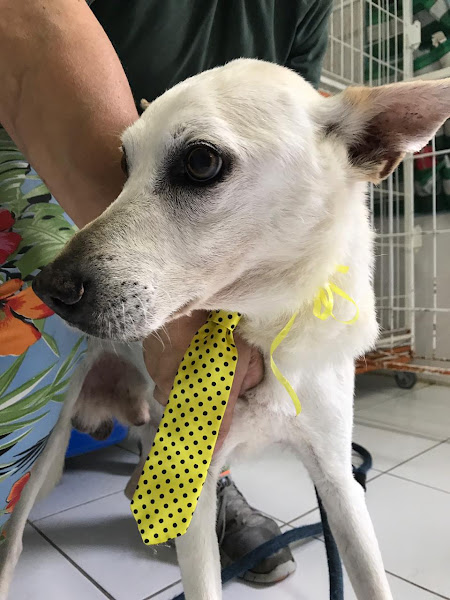 Foto 3 Bilu Pet e Daycare