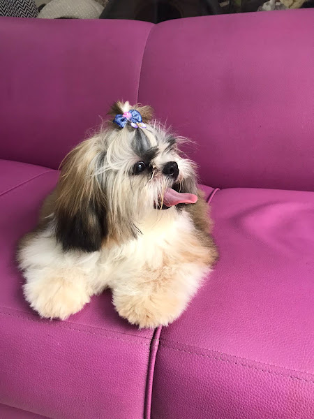 Foto 1 Pet Shop É O Bicho