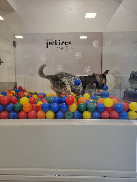 Foto 3 Pet Shop É O Bicho