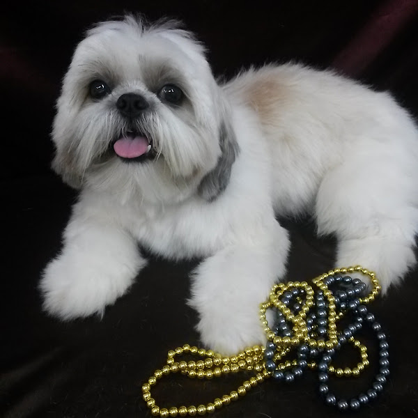 Foto 3 Pet Shop Pelos & Cabelos