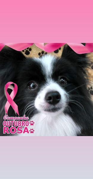 Foto 4 Pet Shop Pelos & Cabelos