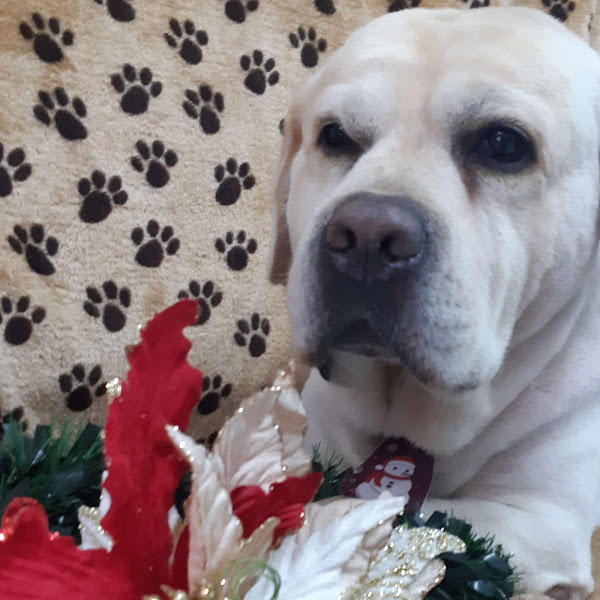 Foto 5 Pet Shop Pelos & Cabelos