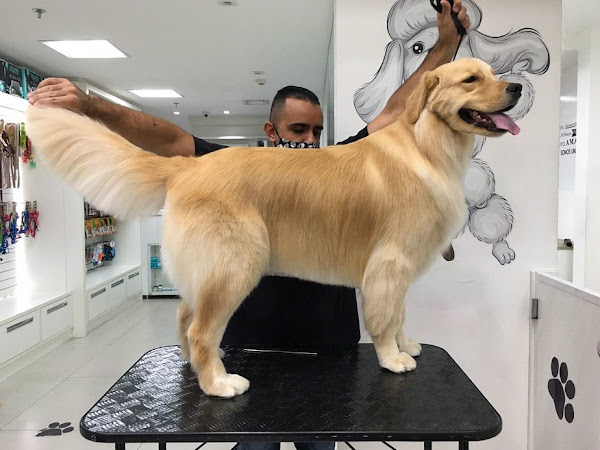 Foto 3 Crystal Pet Spa e Boutique