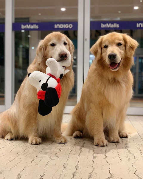 Foto 4 Crystal Pet Spa e Boutique