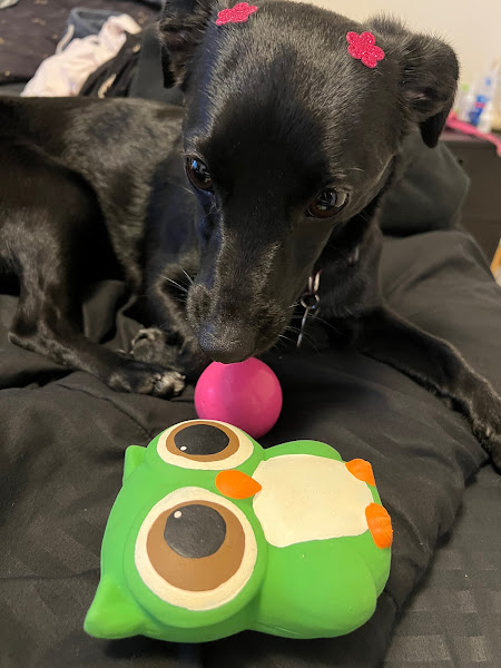 Pet Patas Quentinhas