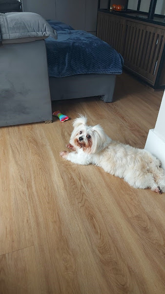 Foto 1 Pet Patas Quentinhas