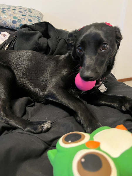 Foto 2 Pet Patas Quentinhas