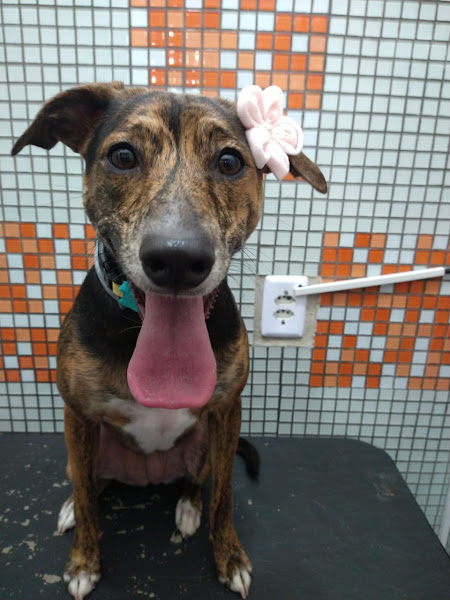 Foto 3 Pet Patas Quentinhas