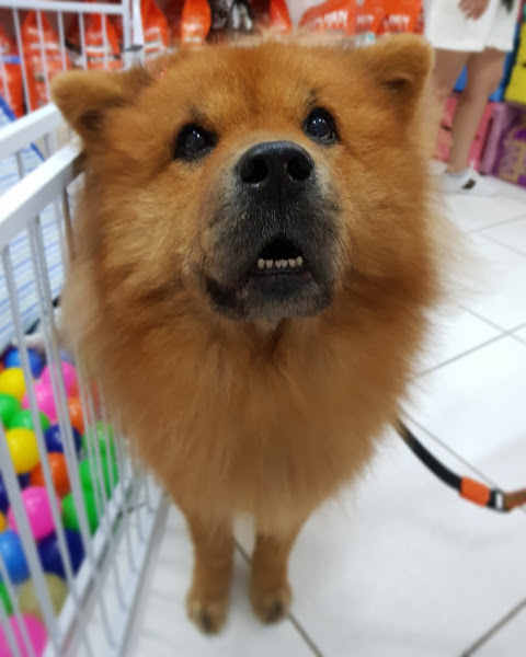 Foto 4 Pet Patas Quentinhas