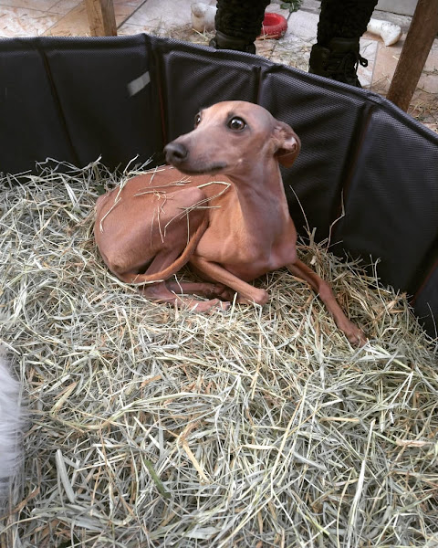 Foto 0 Clubinho do Pet