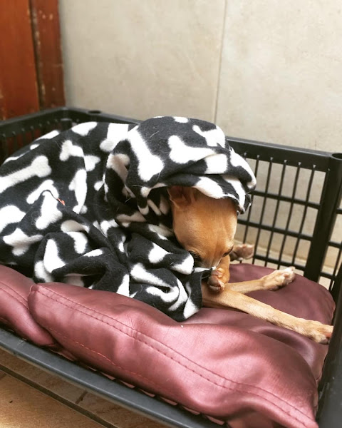 Foto 1 Clubinho do Pet