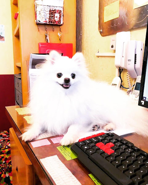 Foto 2 Clubinho do Pet