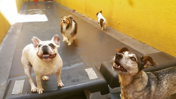 Foto 3 Clubinho do Pet