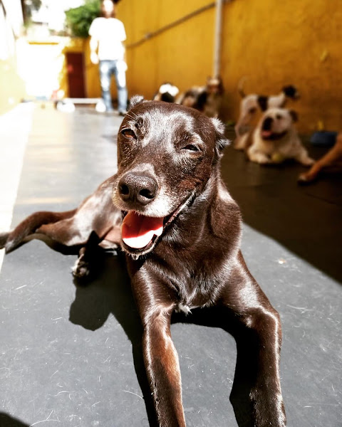 Foto 4 Clubinho do Pet