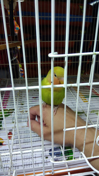 Foto 2 Pet Shop e Clínica Veterinária Nino´s