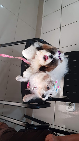 Foto 3 Pet Shop e Clínica Veterinária Nino´s