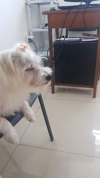 Foto 4 Pet Shop e Clínica Veterinária Nino´s