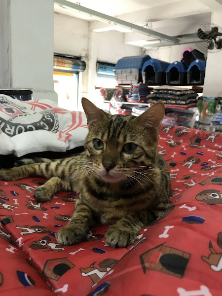 Foto 3 Pet Shop Três Pedras