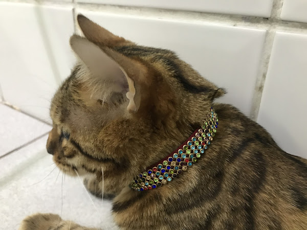 Foto 6 Pet Shop Três Pedras