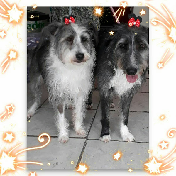 Foto 3 PET SHOP VENEZA