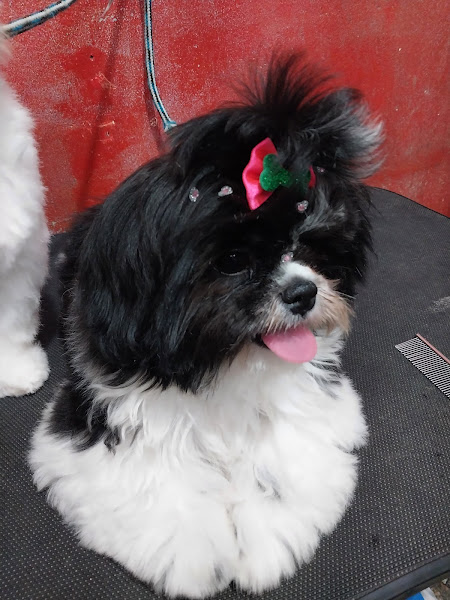 Foto 4 PET SHOP VENEZA