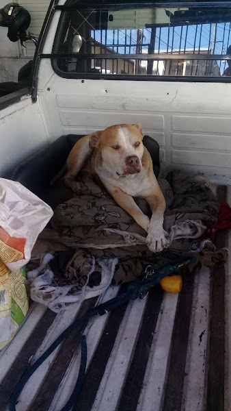 Foto 5 Praça do Pet