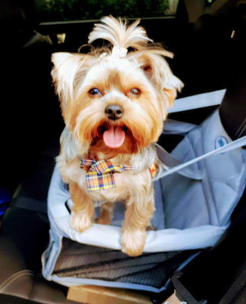 Foto 3 Boutique dos Bichos