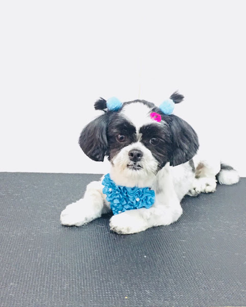 Foto 4 Boutique dos Bichos