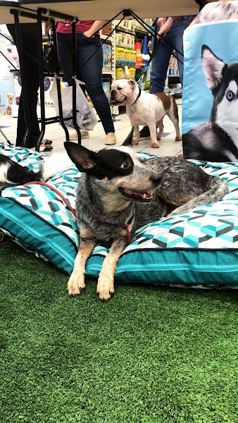 Foto 4 Cobasi Cerro Corá