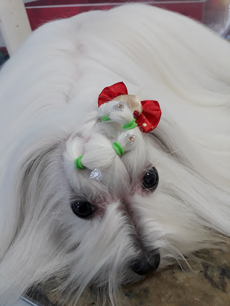 Foto 3 100% Pet Tatuape Analia Franco