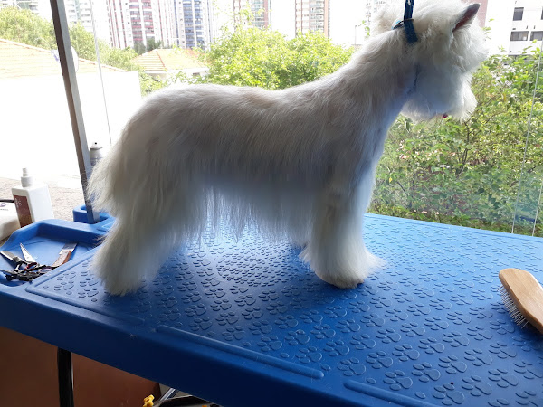 Foto 5 100% Pet Tatuape Analia Franco