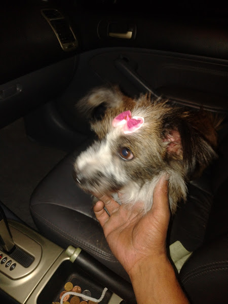 Pet Shop Bicho Lindo